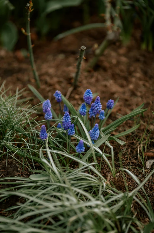 a couple of blue flowers sitting on top of a lush green field, unsplash, hurufiyya, grape hyacinth, low quality photo, botanic garden, a high angle shot