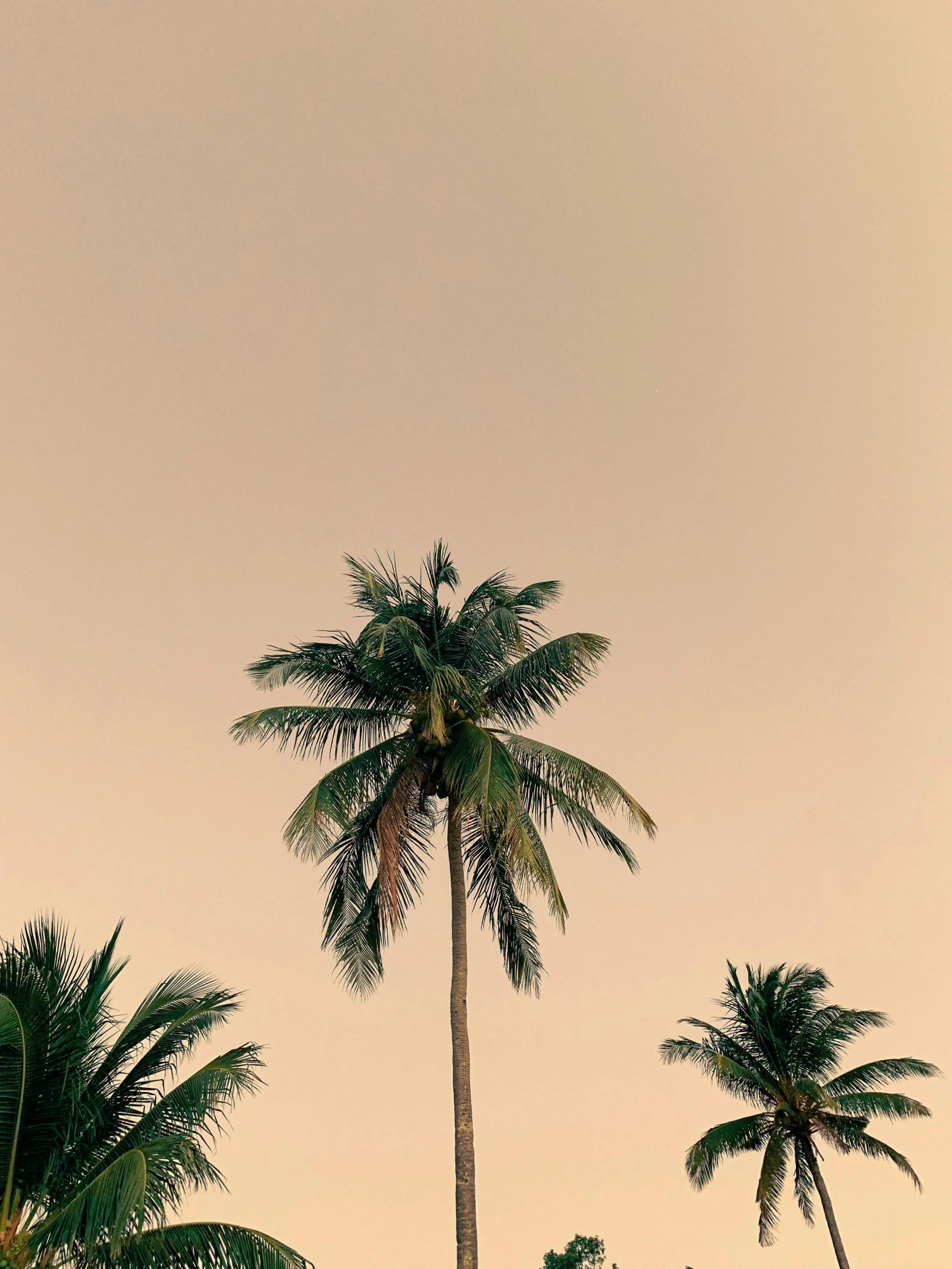 a group of palm trees sitting on top of a lush green field, a picture, inspired by Elsa Bleda, trending on unsplash, minimalism, brown and cream color scheme, humid evening, profile image, instagram story