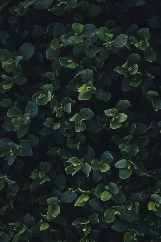 a close up of a plant with green leaves, an album cover, trending on pexels, black textured, flowers and foliage, full frame image, dark