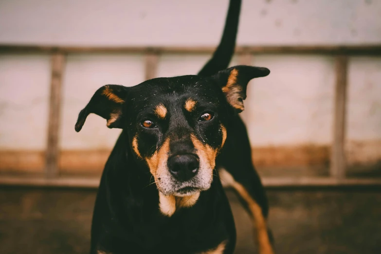 a close up of a dog looking at the camera, pexels contest winner, aggressive stance, black ears, deteriorated, instagram post