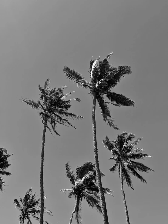 a black and white photo of palm trees, by Peter Churcher, sri lanka, grows up to the sky, karolina cummings, various posed