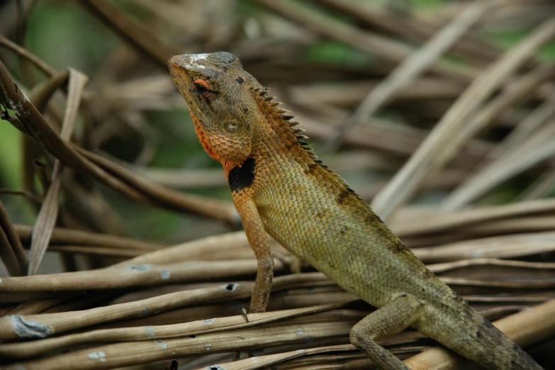 a lizard sitting on top of a pile of sticks, an album cover, pexels contest winner, sumatraism, sri lanka, large red eyes, very elegant & complex, long tail with horns