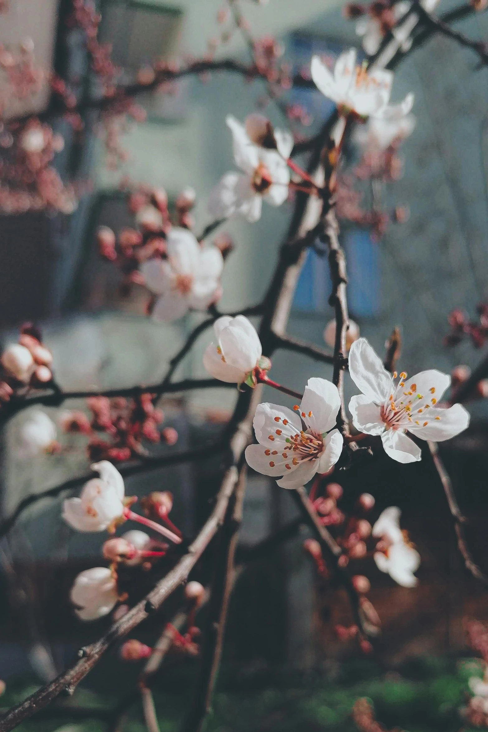 a tree with white flowers in front of a building, a picture, trending on unsplash, plum blossom, paul barson, maroon, banner