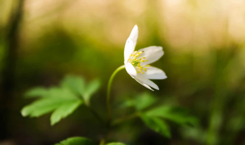 a white flower sitting on top of a lush green field, a macro photograph, by Adam Marczyński, unsplash, forest light, anemones, fan favorite, early spring