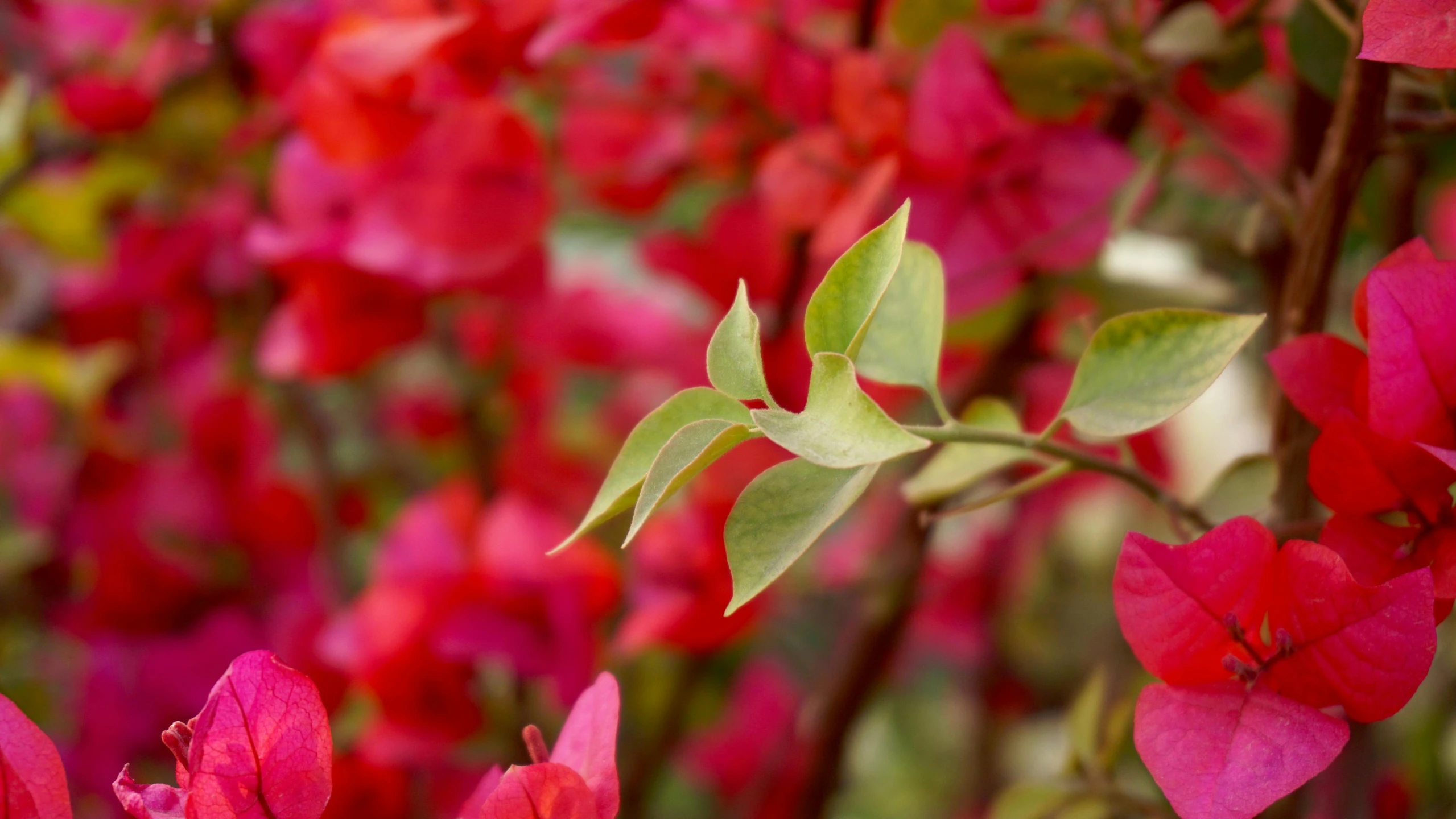 a close up of a bunch of red flowers, by Gwen Barnard, unsplash, bougainvillea, multicolored weed leaves, 15081959 21121991 01012000 4k, autumnal colours