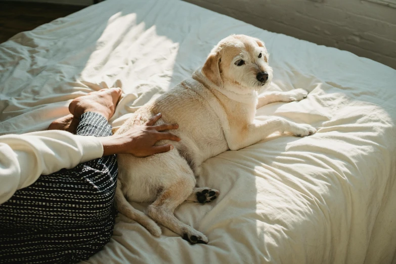 a person laying on a bed with a dog, trending on pexels, visual art, manuka, pregnancy, labrador, thumbnail
