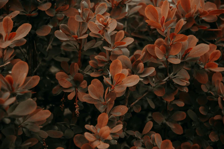 a close up of a bush with red leaves, inspired by Elsa Bleda, pexels contest winner, australian tonalism, brown:-2, grey orange, high quality screenshot, floral environment