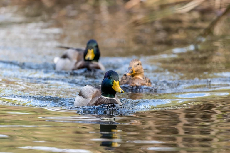 two ducks swimming in a body of water, by Jacob Duck, pexels contest winner, precisionism, group photo, australian, thumbnail, brockholes