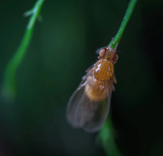 a close up of a fly on a plant, a macro photograph, by Jan Rustem, pexels contest winner, hurufiyya, translucent wings, brown, slide show, portrait of a small