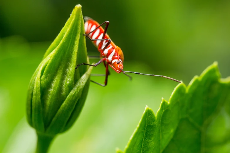 a red and black bug sitting on top of a green leaf, paul barson, low angle 8k hd nature photo, buggy, upright