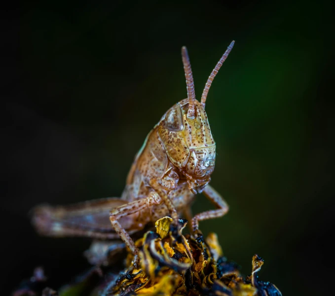 a close up of a grasshopper on a flower, a macro photograph, by Adam Marczyński, pexels contest winner, crawling along a bed of moss, close up shot a rugged, portrait of a small, professionally post-processed