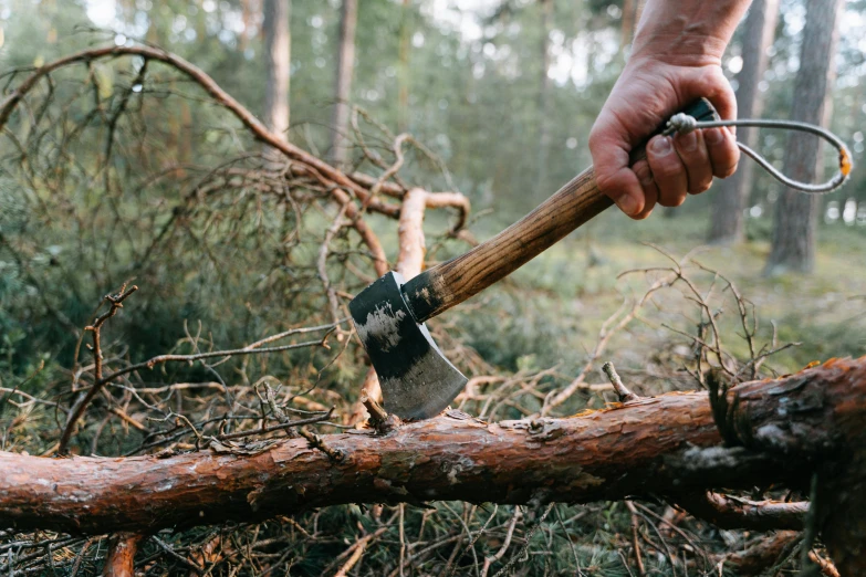 a person holding an axe on top of a tree branch, by Haukur Halldórsson, pexels contest winner, chopping hands, thumbnail, clearing. full shot, swedish forest