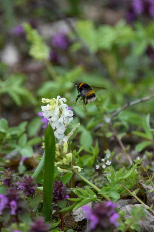 a bee sitting on top of a white flower, by David Simpson, happening, overgrown with thick orchids, walking to the right, multicoloured, bumblebee