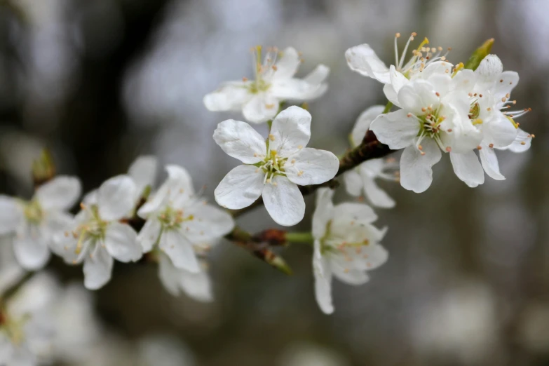 a close up of some white flowers on a tree, by Tom Bonson, unsplash, paul barson, cherry, 2000s photo