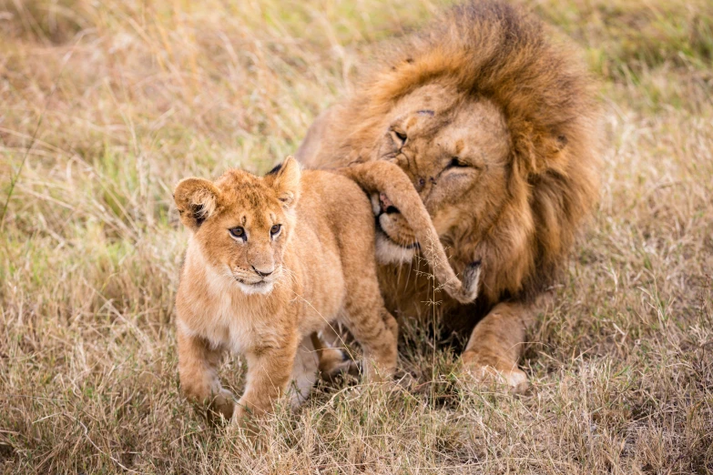 a couple of lions standing on top of a grass covered field, with a kid