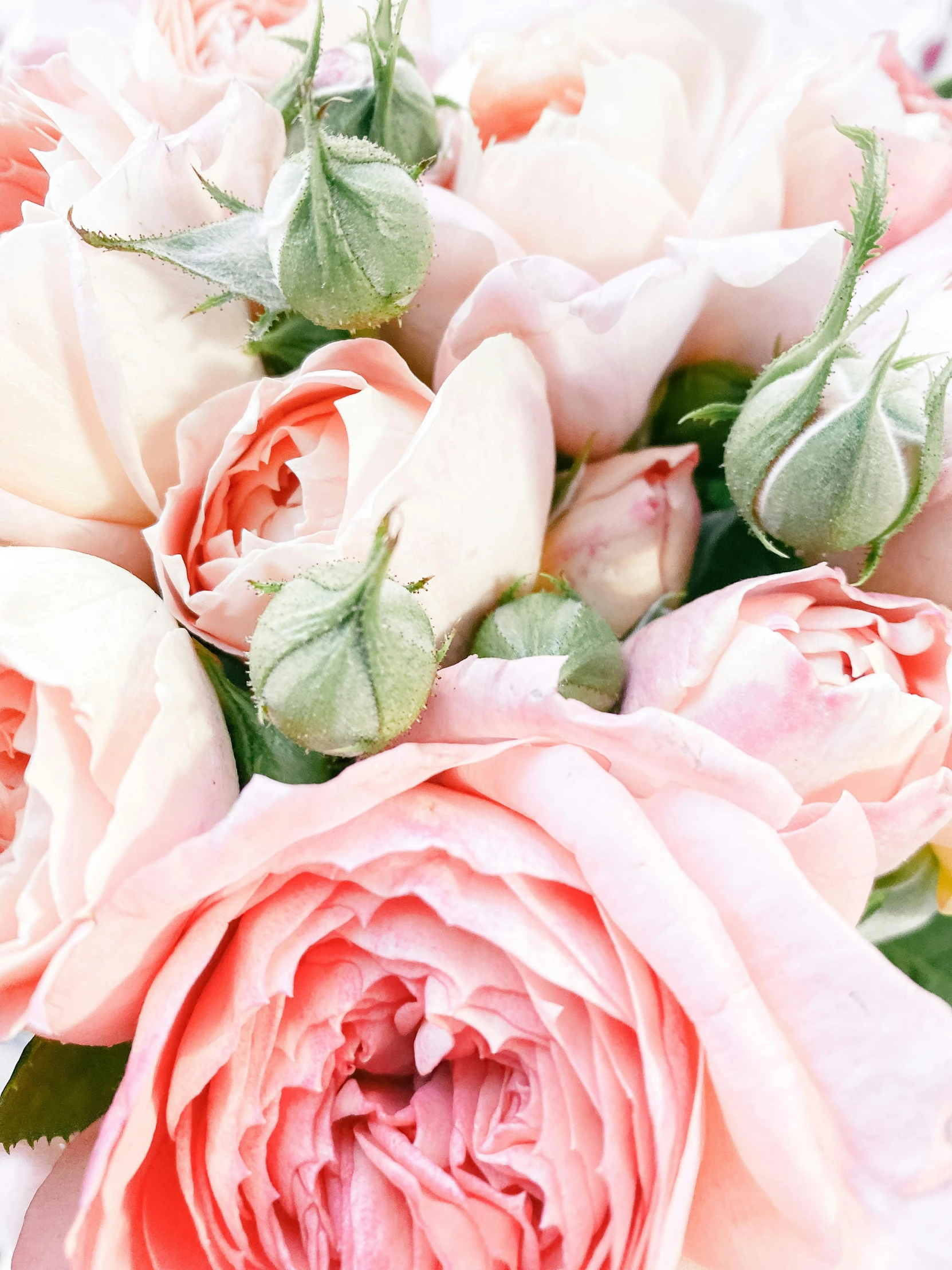 a close up of a bouquet of flowers, light pink tonalities, zoomed in, lightly dressed, rose garden