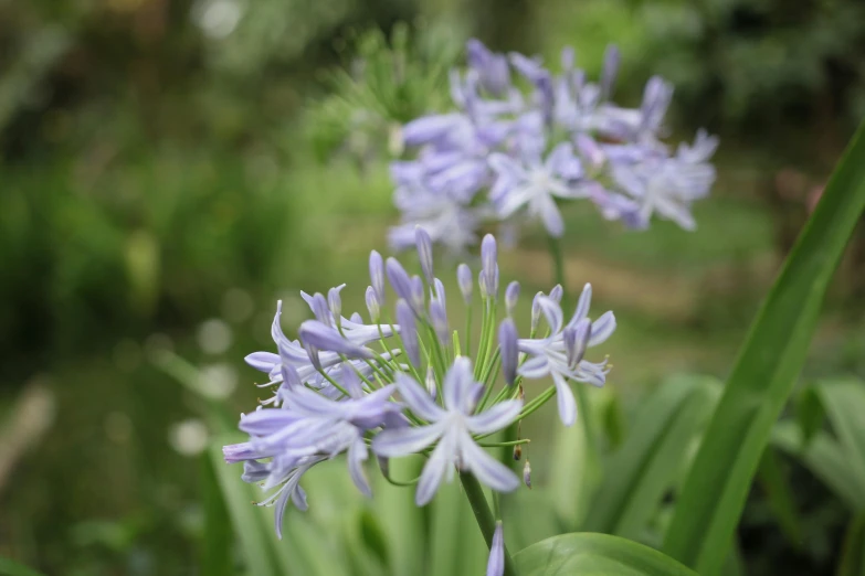 a group of purple flowers sitting on top of a lush green field, hymenocallis coronaria, soft blues and greens, looking off to the side, full colour