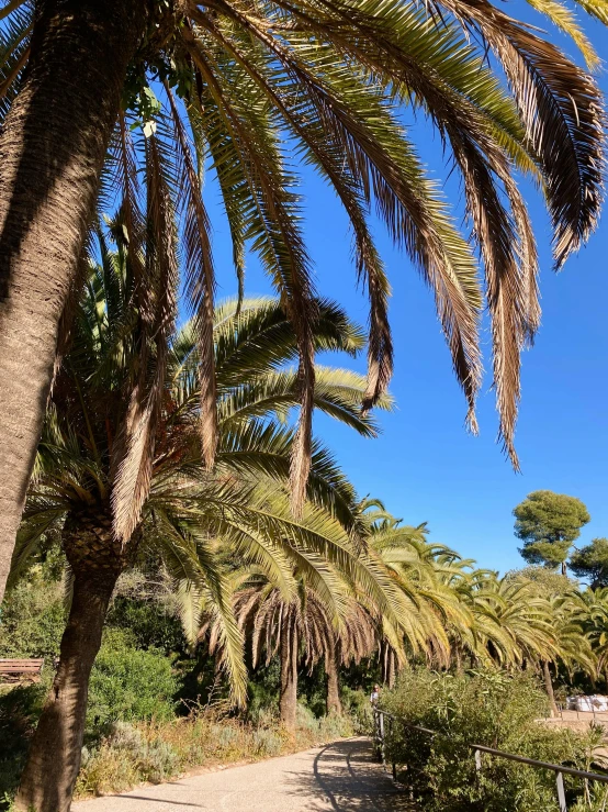 a couple of palm trees sitting on top of a dirt road, les nabis, over grown botanical garden, nice, 💋 💄 👠 👗, terraces