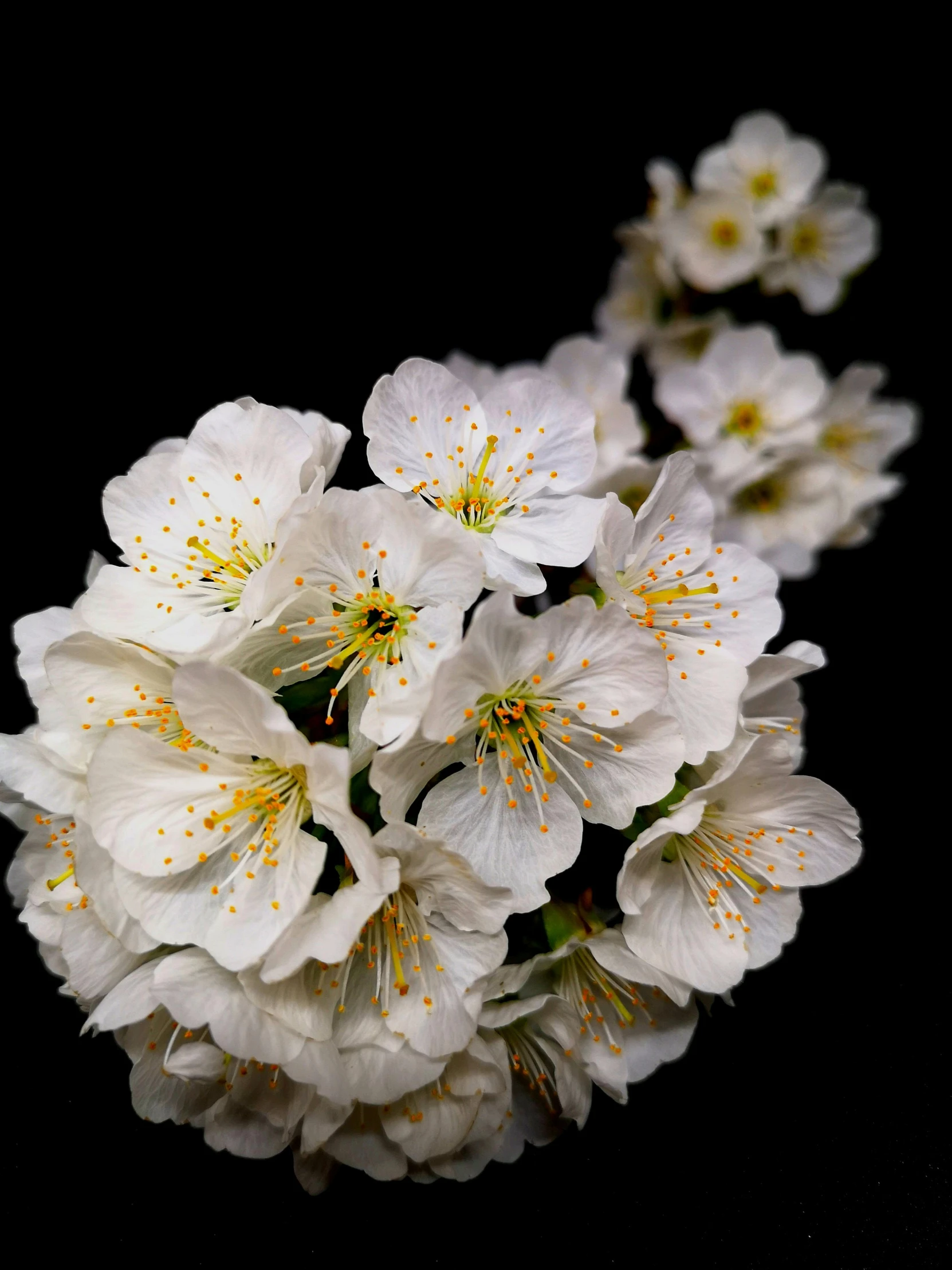 a bunch of white flowers on a black background, a macro photograph, by David Simpson, cherry blosom trees, full-color, hyperdetailed, medium format