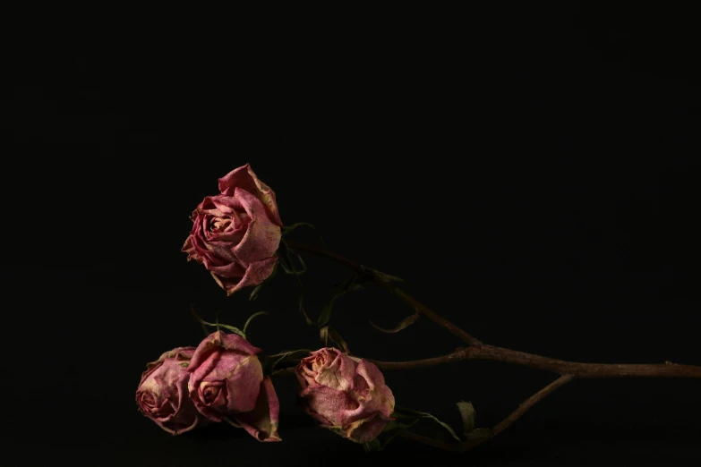 a bunch of pink roses sitting on top of a black surface, an album cover, inspired by Elsa Bleda, unsplash, hyperrealism, dried vines, ignant, three fourths view, loss in despair