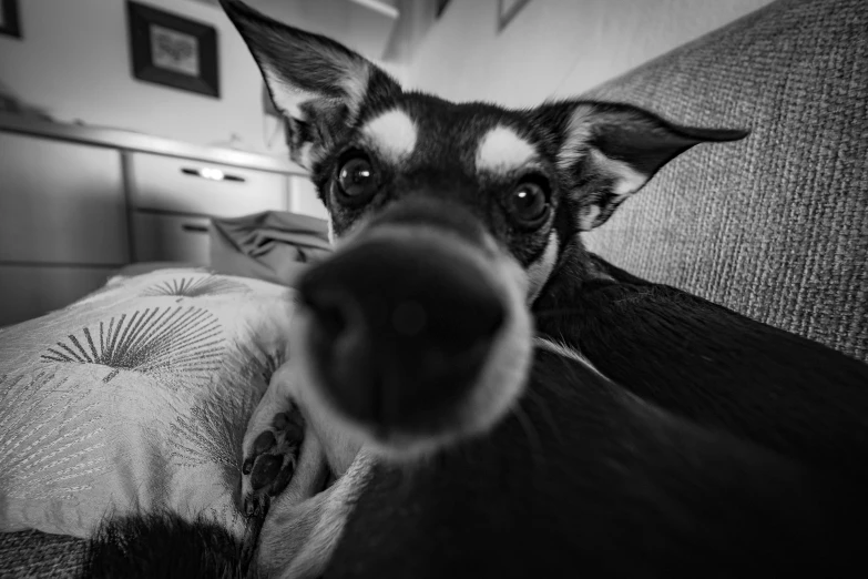 a black and white photo of a dog on a couch, a black and white photo, pexels contest winner, photorealism, small lips pointy nose, selfie photo, chihuahua, worm\'s eye view