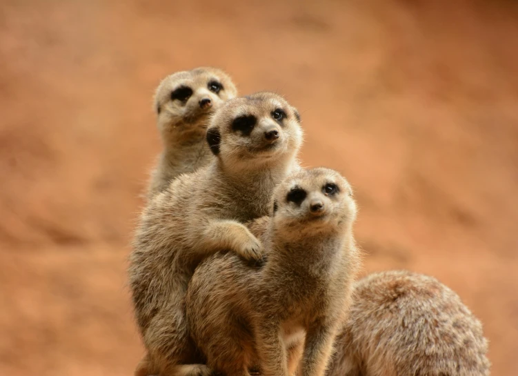 a group of meerkats sitting on top of a rock, a portrait, trending on pexels, three animals, all overly excited, 2070, outback