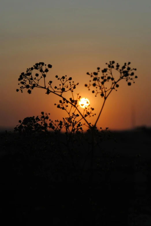 a close up of a plant with the sun in the background, by Linda Sutton, land art, gypsophila, ((sunset)), silhouetted, shot from a distance