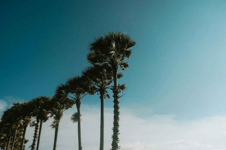 a row of palm trees on a beach, unsplash contest winner, light blue clear sky, ((trees)), wide high angle view, profile image