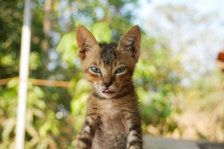 a small kitten sitting on top of a table, a portrait, by Julia Pishtar, unsplash, sumatraism, madagascar, avatar image