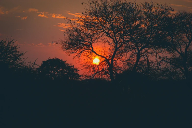 the sun is setting behind some trees, inspired by Elsa Bleda, pexels contest winner, romanticism, bushveld background, red sun, humid evening, phot