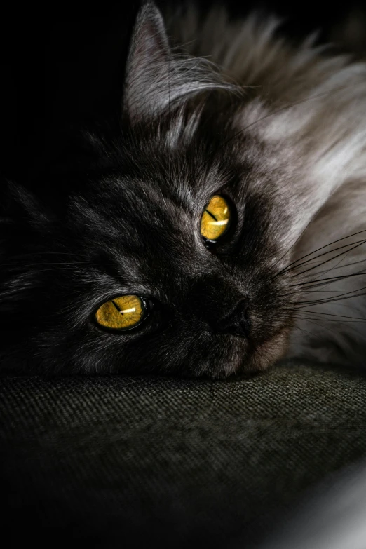 a close up of a cat laying on a couch, by Jan Tengnagel, pexels contest winner, black and yellow, with gold eyes, smokey, an extreme closeup shot