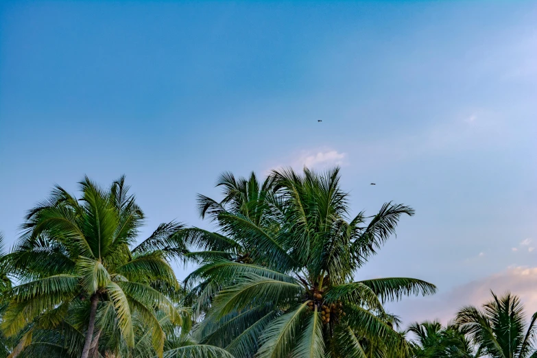 a group of palm trees sitting on top of a lush green field, pexels contest winner, hurufiyya, birds overhead, coconuts, biplanes flying, late morning