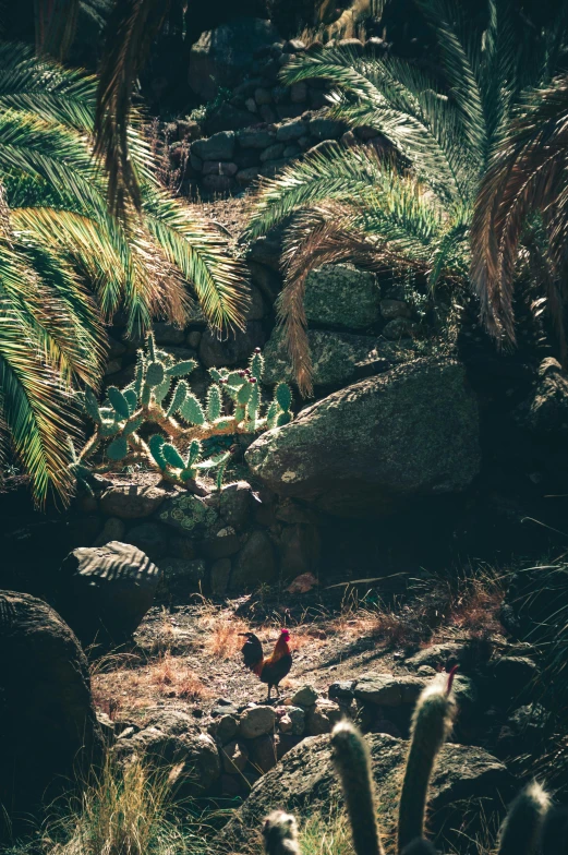 a group of birds standing on top of a lush green forest, by Elsa Bleda, unsplash contest winner, renaissance, cactus adjacent, stone grotto in the center, rooster, photo taken on fujifilm superia