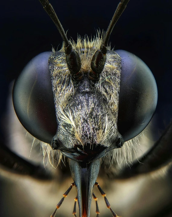 a close up view of a bug's face, by Ben Zoeller, pexels contest winner, hyperrealism, (bee), full frontal portrait, high face symmetry, large grey eyes