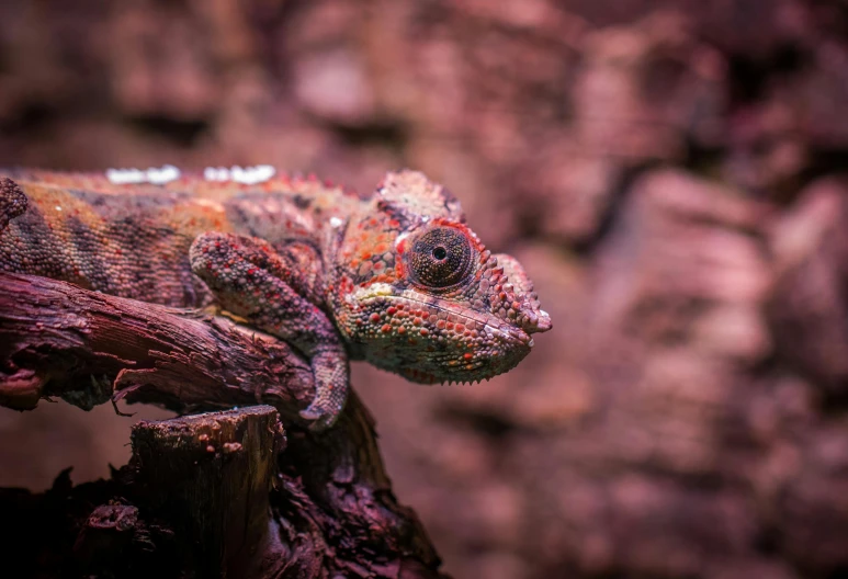 a close up of a chamelon on a branch, a photo, by Adam Marczyński, pexels contest winner, sumatraism, red and orange colored, gray mottled skin, pink, indoor picture