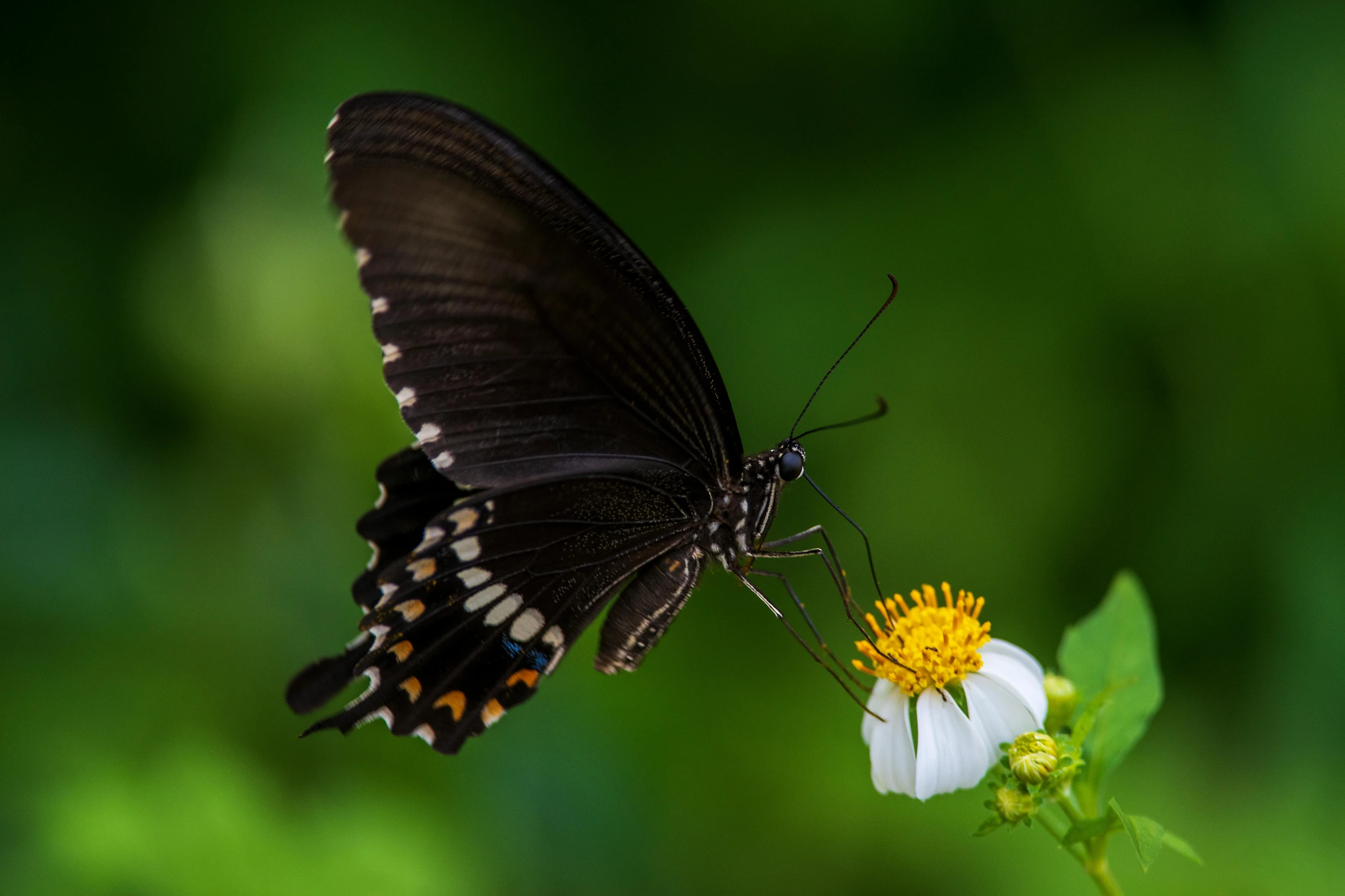 a close up of a butterfly on a flower, by Yang J, macro photography 8k, fine art print, fan favorite, black