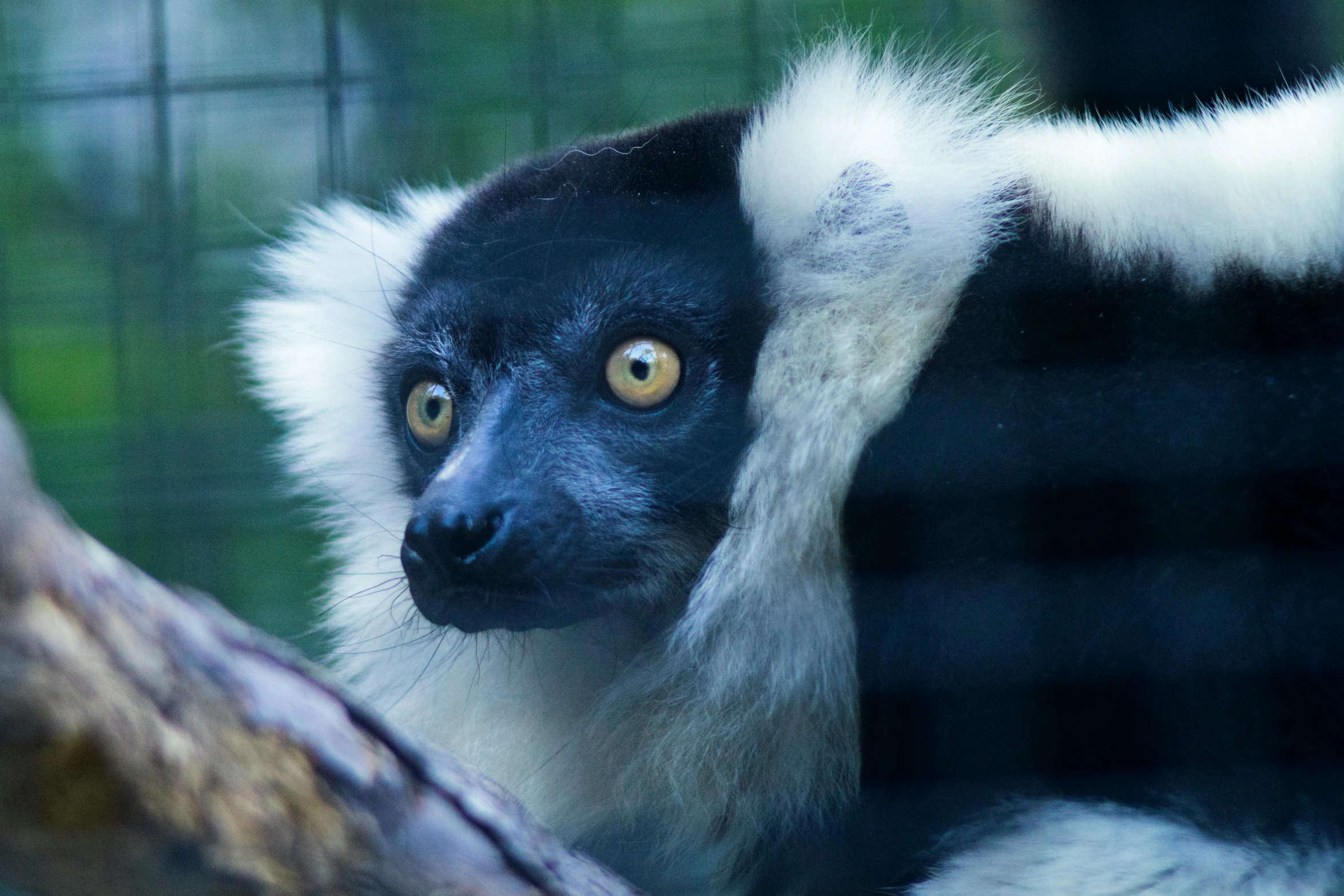 a black and white lemur sitting on top of a tree branch, up-close, looking outside, highly polished, moulting