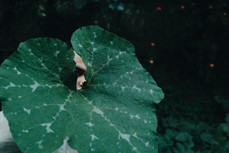 a close up of a person holding a leaf, inspired by Elsa Bleda, pexels contest winner, magic realism, datura, lush garden spaceship, staring at you, lush vista