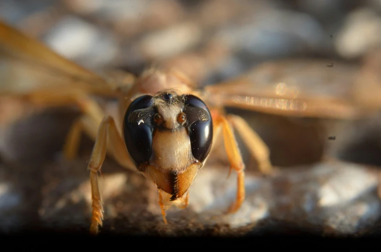 a close up of a insect on the ground, by Lee Loughridge, pexels contest winner, hurufiyya, close - up of face, full frontal shot, avatar image, close up shot a rugged