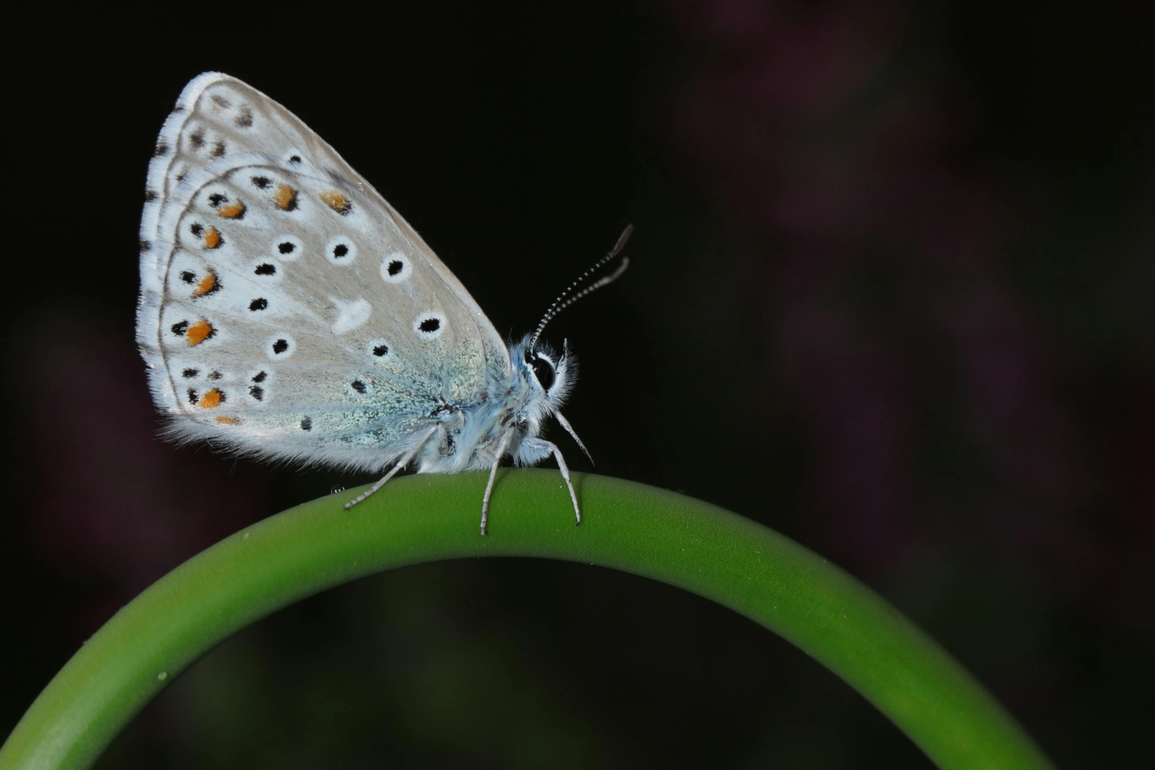 a close up of a butterfly on a leaf, by Dave Allsop, soft blue lighting, sitting on a curly branch, celebrating, night time photograph