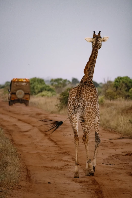 a giraffe standing in the middle of a dirt road, hurufiyya, majestic sweeping action, very kenyan, soft top, 🦑 design