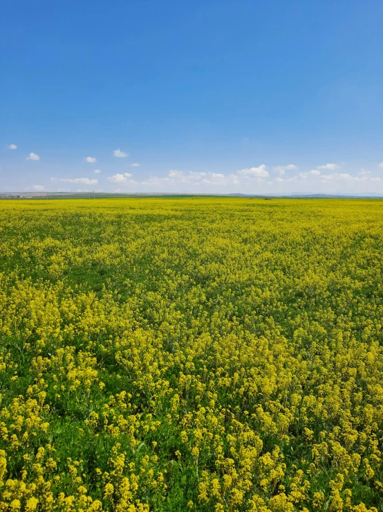 a field full of yellow flowers under a blue sky, inspired by Michael Ancher, unsplash, color field, mongolia, high quality”