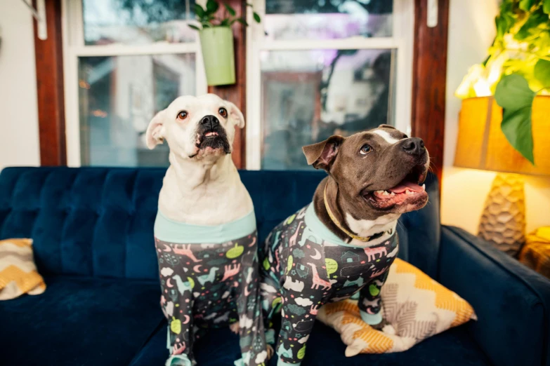 a couple of dogs sitting on top of a blue couch, by Julia Pishtar, unsplash, wearing a baggy pajamas, fully decorated, pits, wearing a plug suit