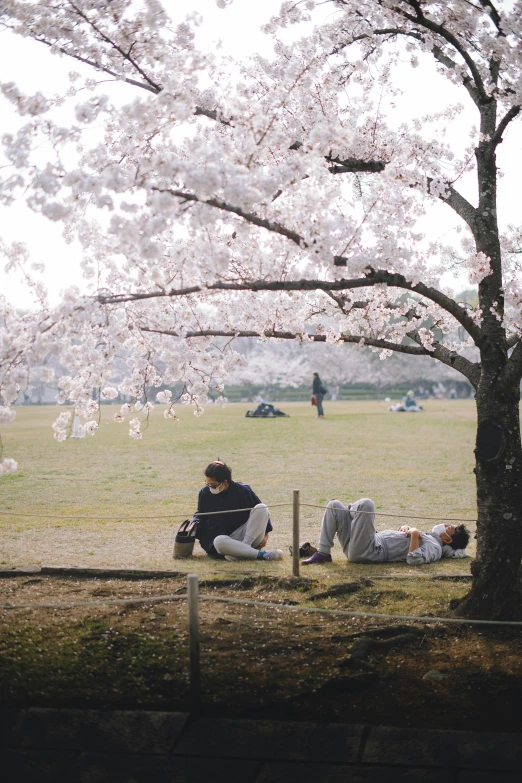 a group of people sitting under a tree in a park, by Eizan Kikukawa, trending on unsplash, sōsaku hanga, sakura trees, lying on field, 🚿🗝📝