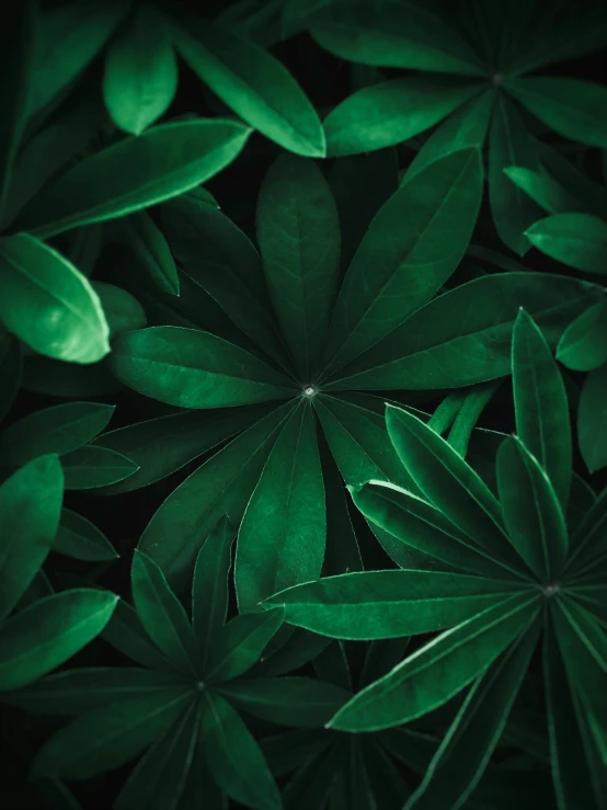 a close up of a bunch of green leaves, a picture, by Adam Marczyński, trending on pexels, renaissance, made of leaves, high quality topical render, multiple stories, dark. no text