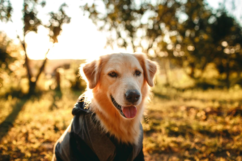 a dog that is sitting in the grass, pexels contest winner, golden sunlight, wearing hunter coat, subject is smiling, australian