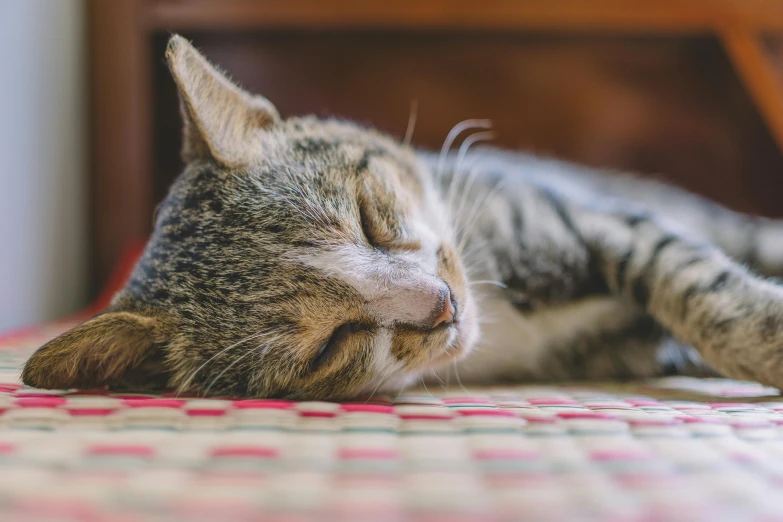 a close up of a cat sleeping on a bed, pexels contest winner, smileeeeeee, perfectly detailed, laying on the ground, on a canva