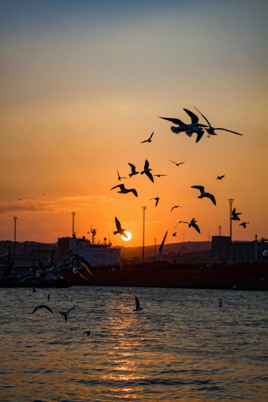 a flock of birds flying over a body of water, by Sven Erixson, pexels contest winner, romanticism, harbor, sunset photo, lisbon, fishing