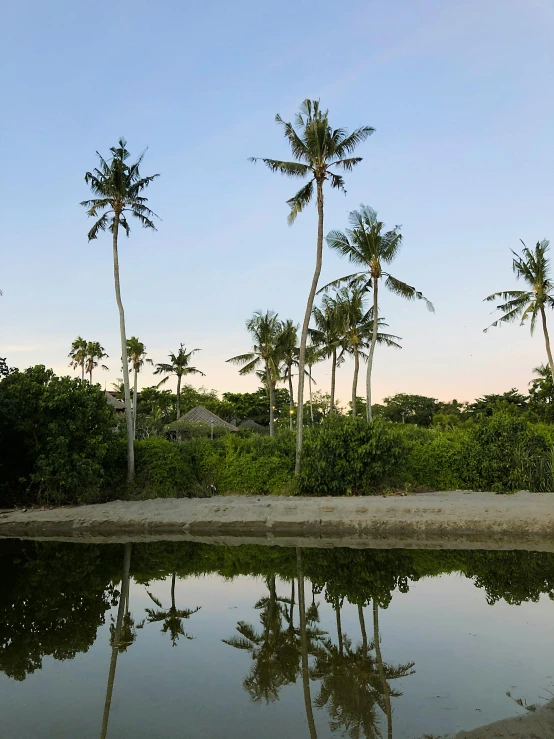 a body of water surrounded by palm trees, evening light, lush surroundings, standing near the beach, jungle