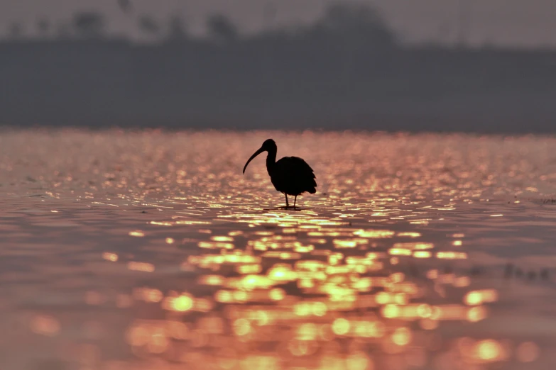 a bird that is standing in the water, by Eglon van der Neer, pexels contest winner, hurufiyya, silhuette, heat shimmering, india, postprocessed)